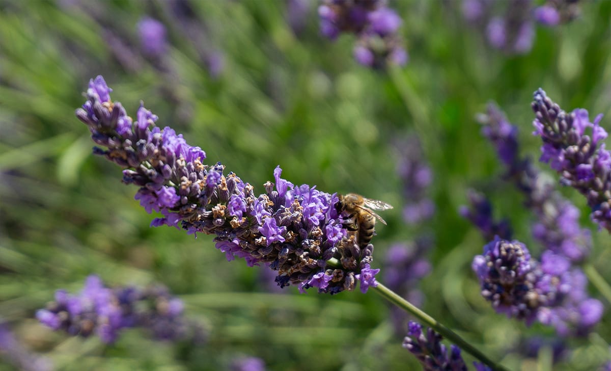 lavanda