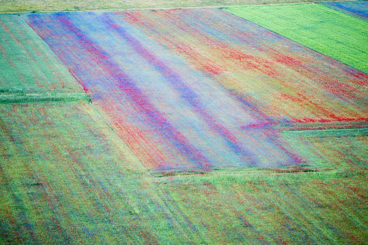 lenticchie fioritura