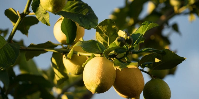 Un magico nutriente naturale per curare le nostre piante di limoni