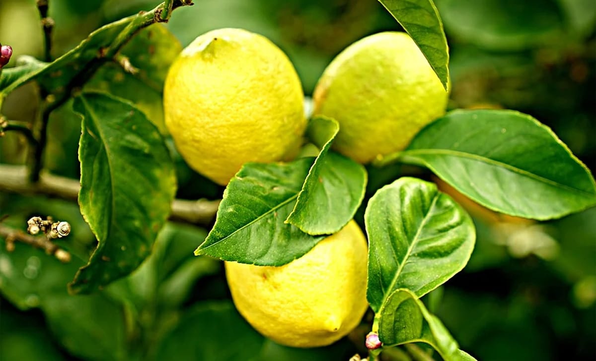 limoni