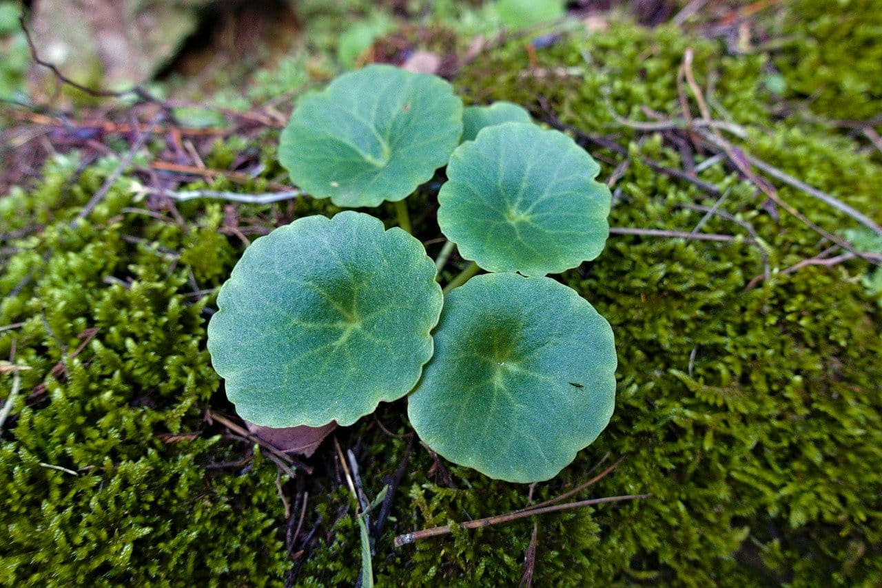 pianta Umbilicus rupestris
