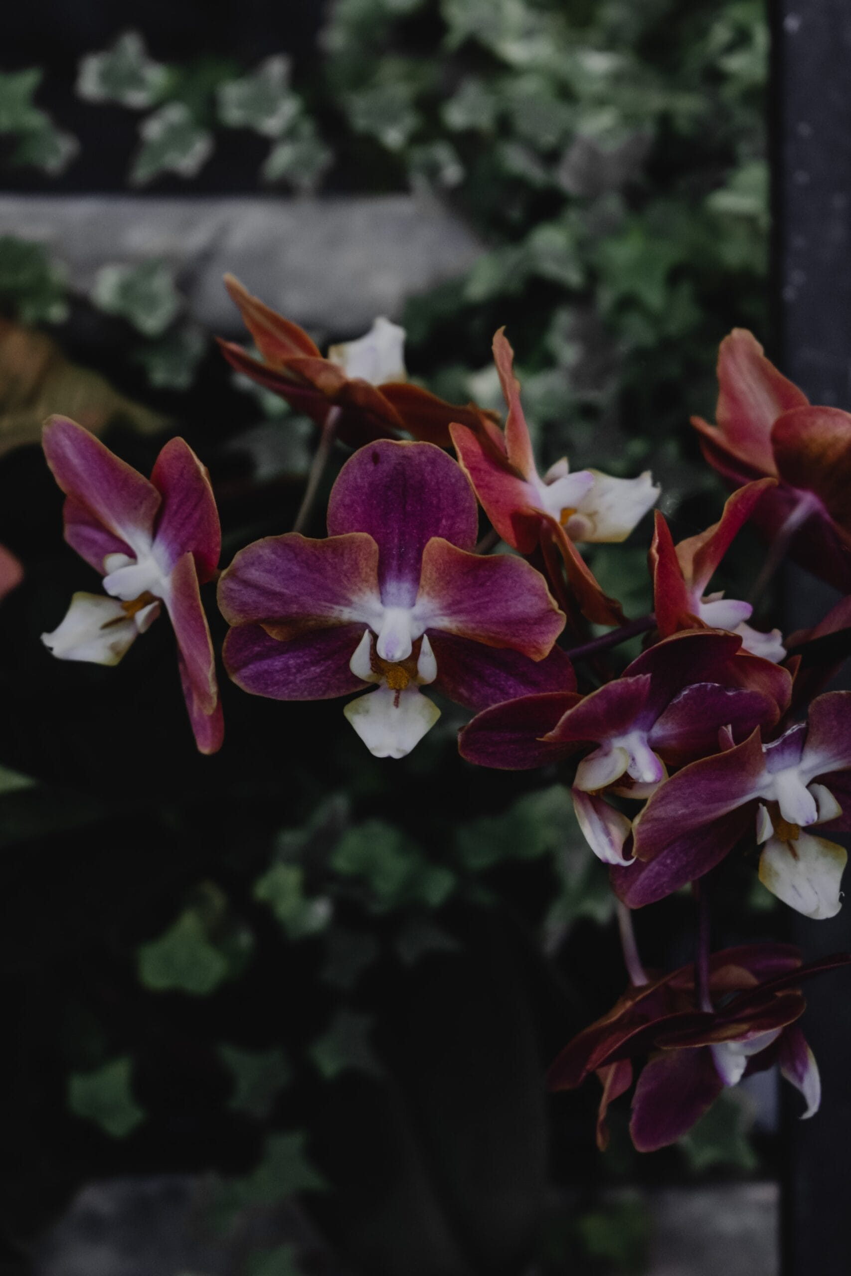 orchidea