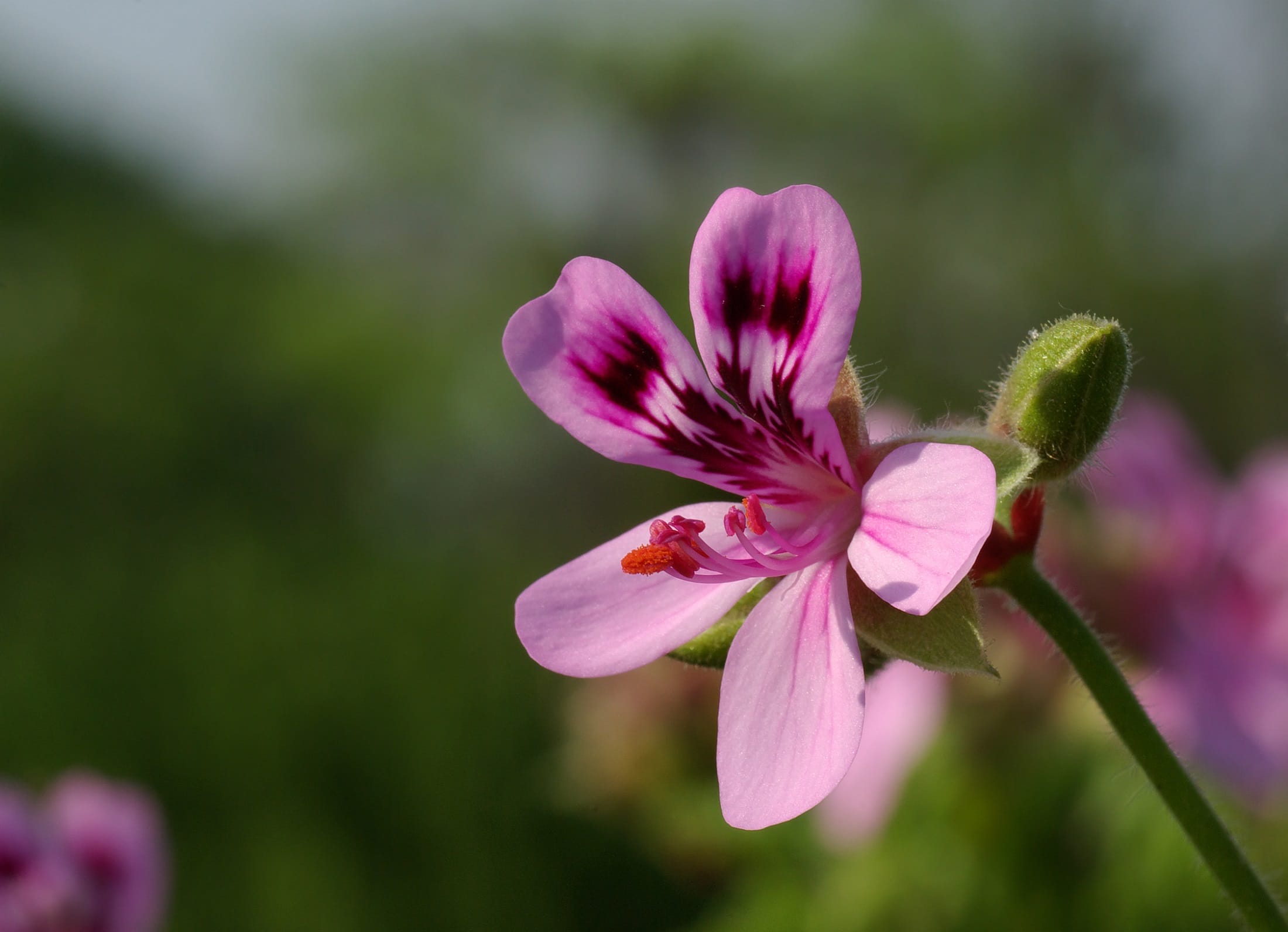 pelargoni
