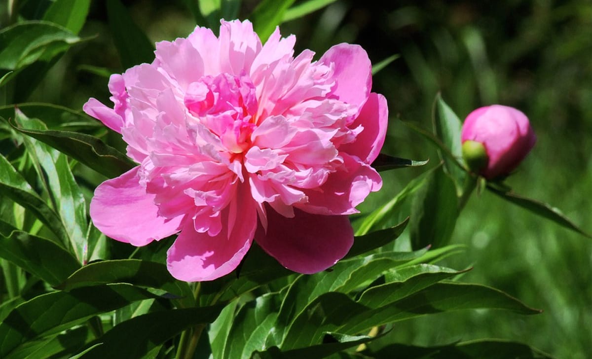 Peonia