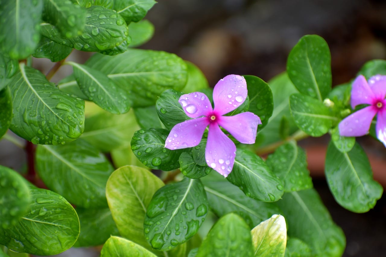pervinca
