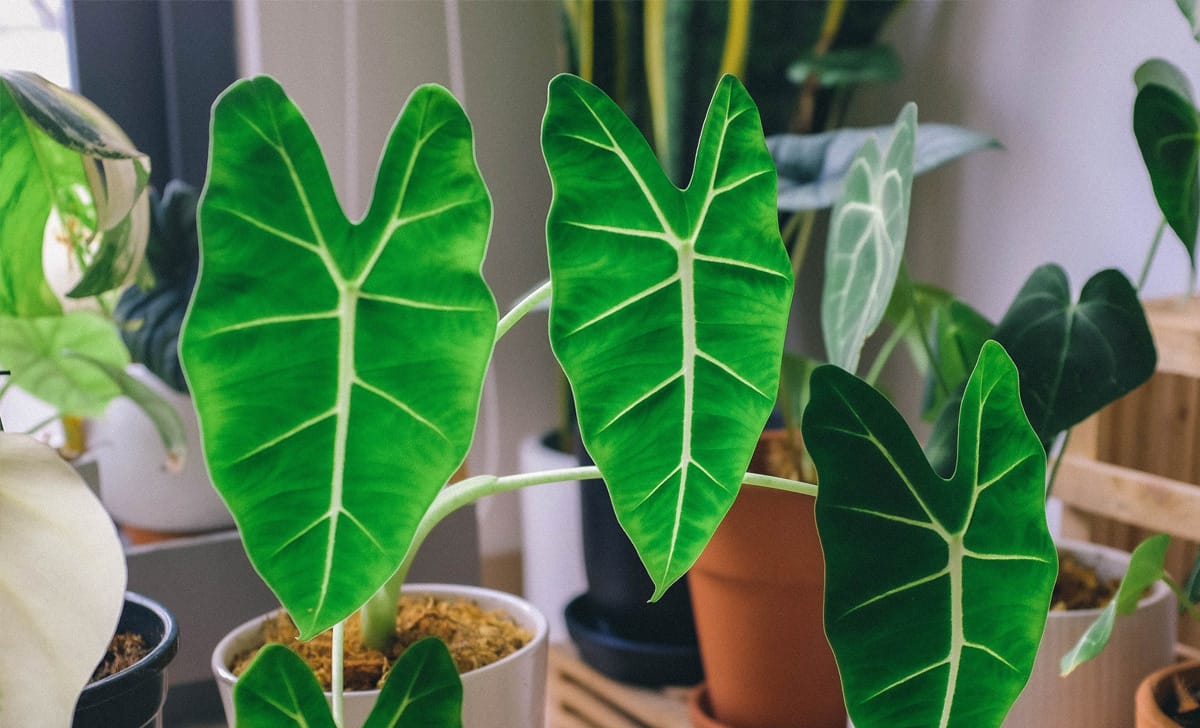 Pianta Alocasia
