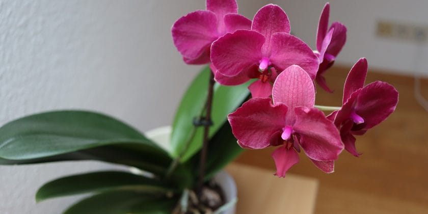 pianta di orchidea