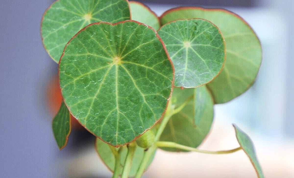 pianta stephania erecta