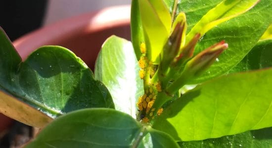 pidocchi gialli piante