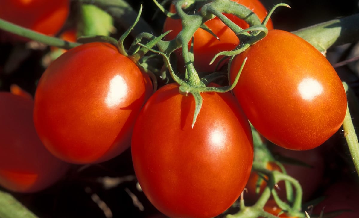 pomodoro