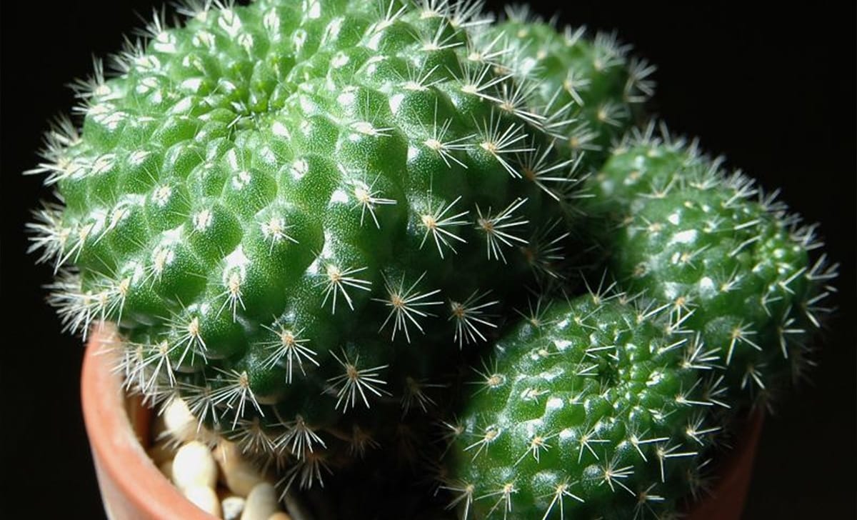 rebutia minuscula