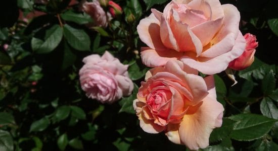 rosa