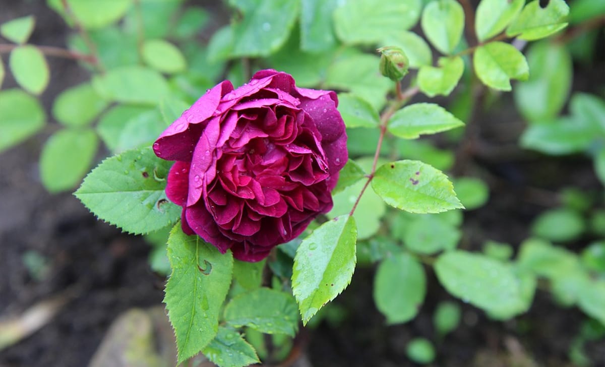 rosa antica