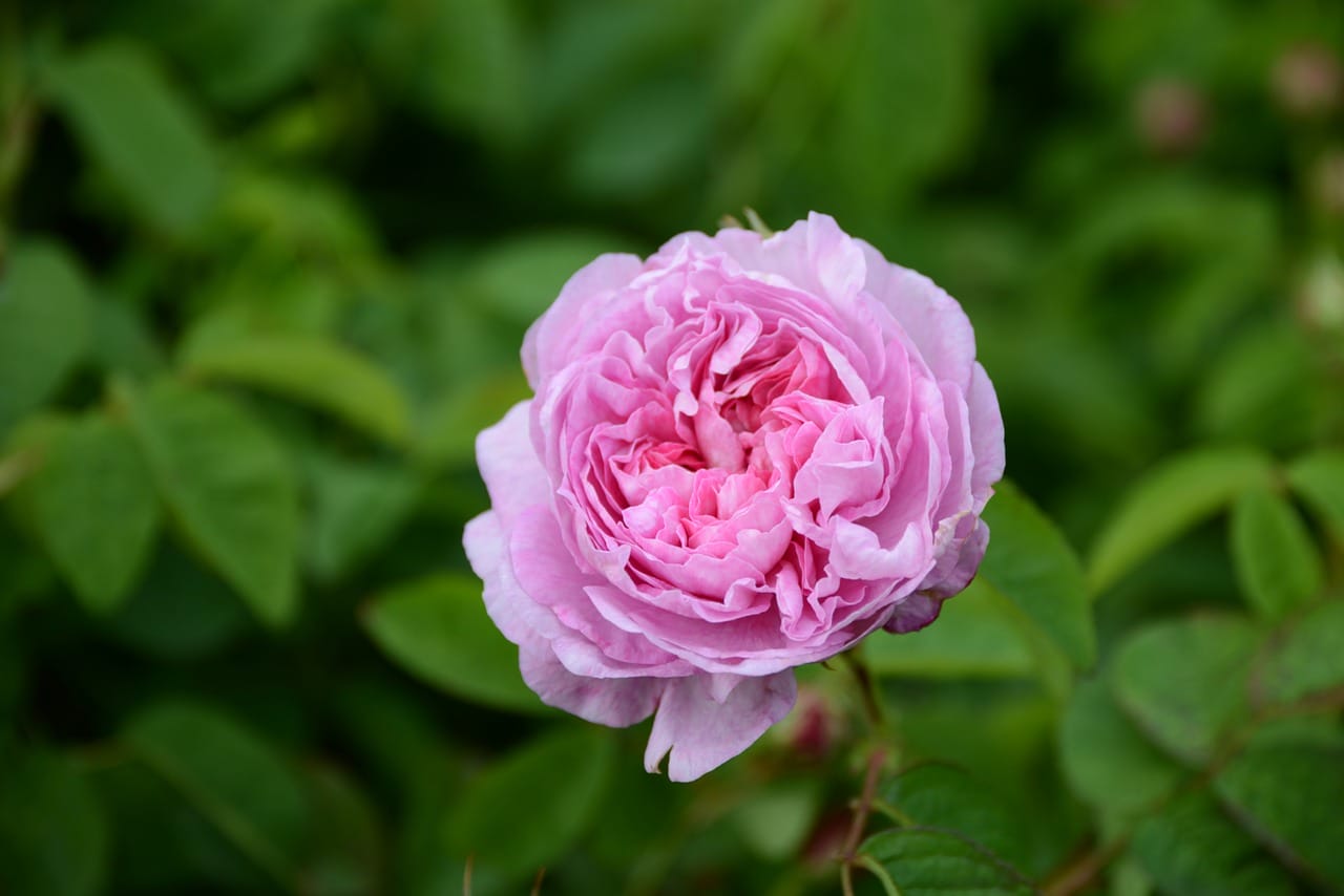 rosa centifolia