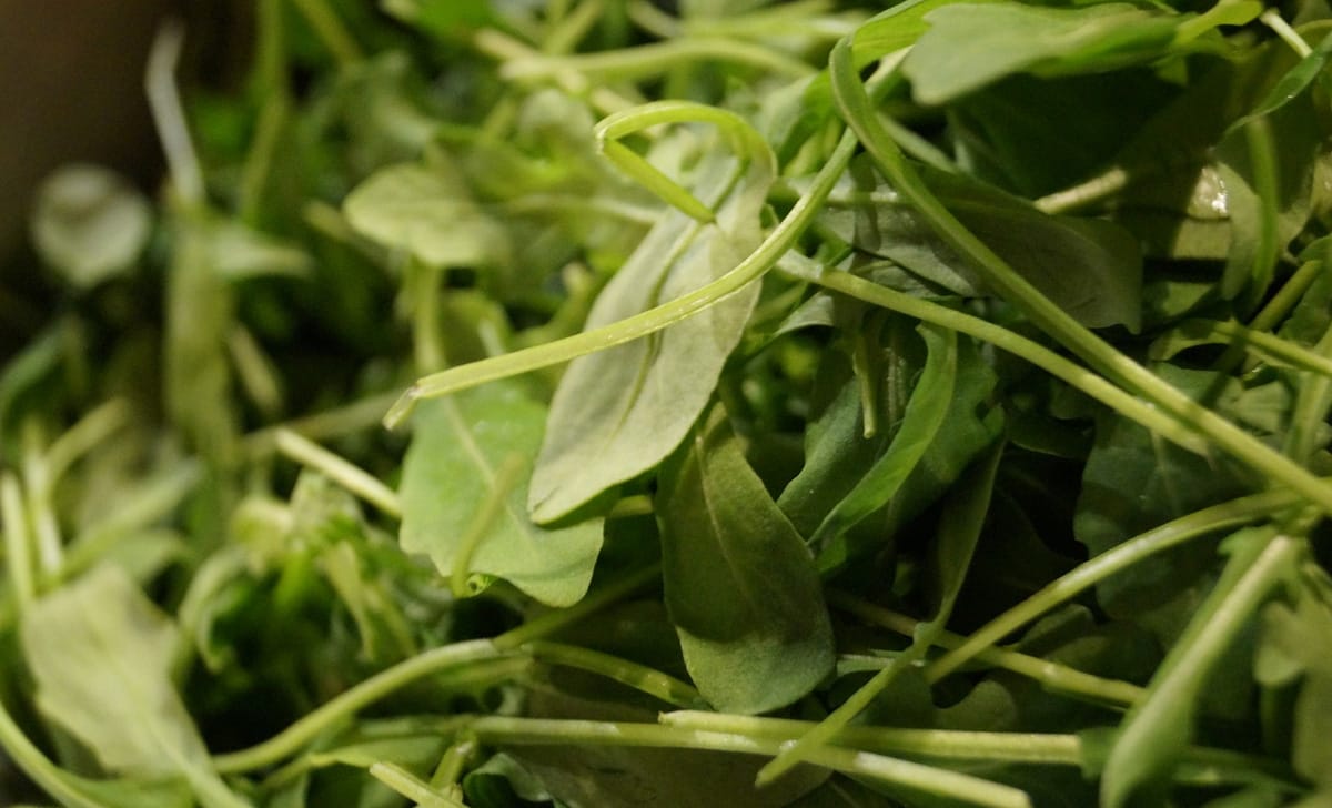 rucola
