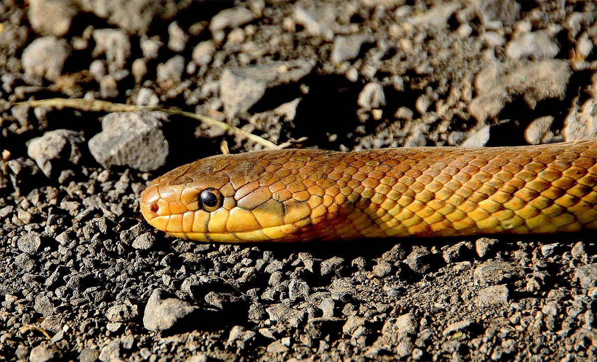 serpente