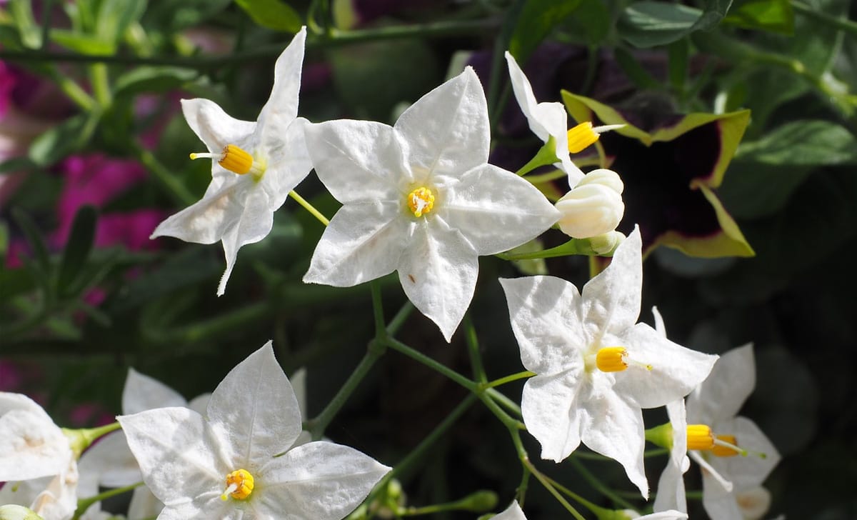 solanum jasminoides
