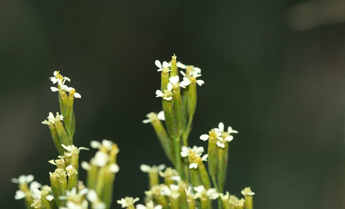tagetes minuta