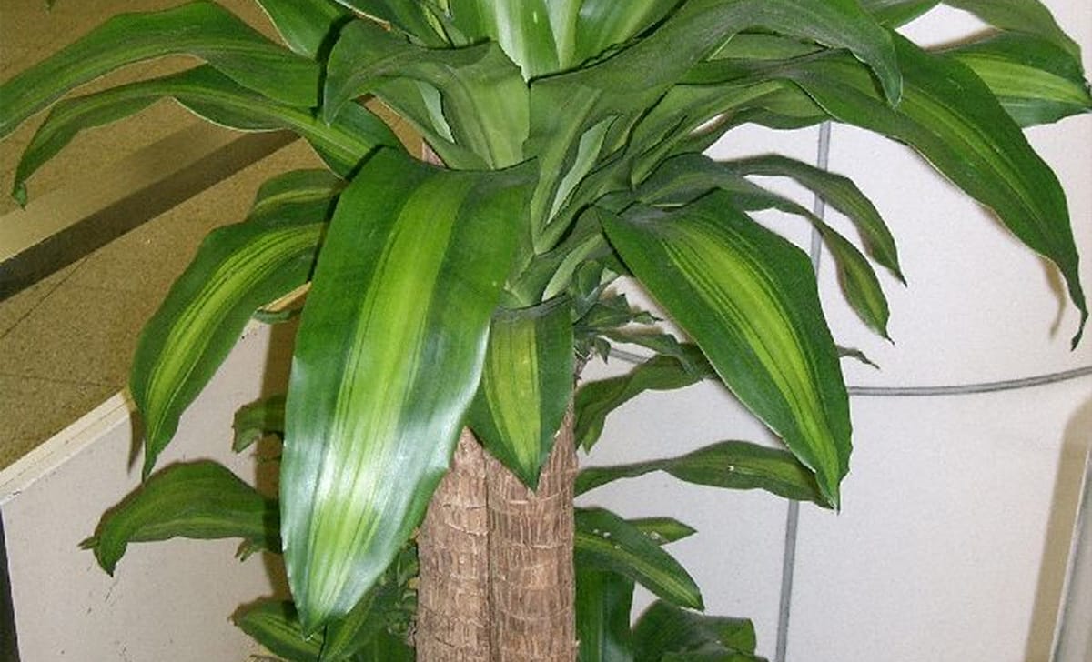 tronchetto della felicità