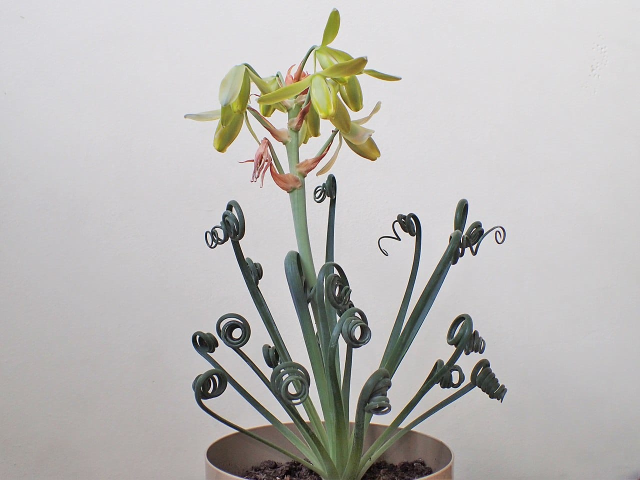 albuca spiralis
