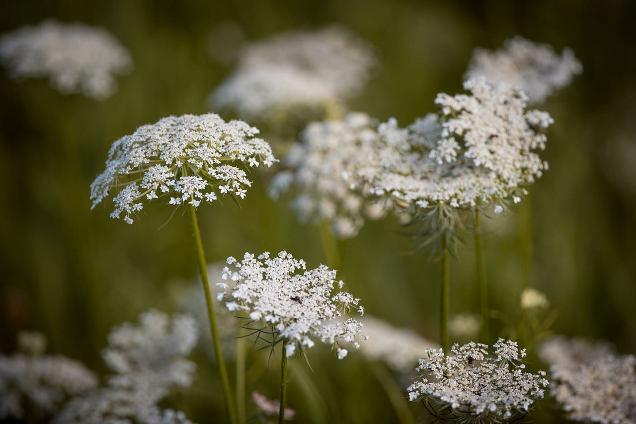 Daucus carota selvatica