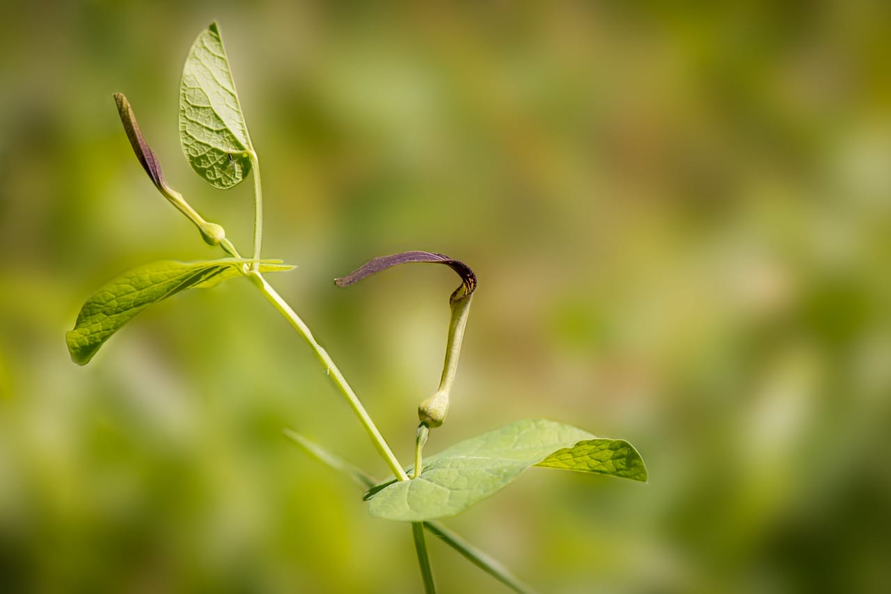 aristolochia rotunda