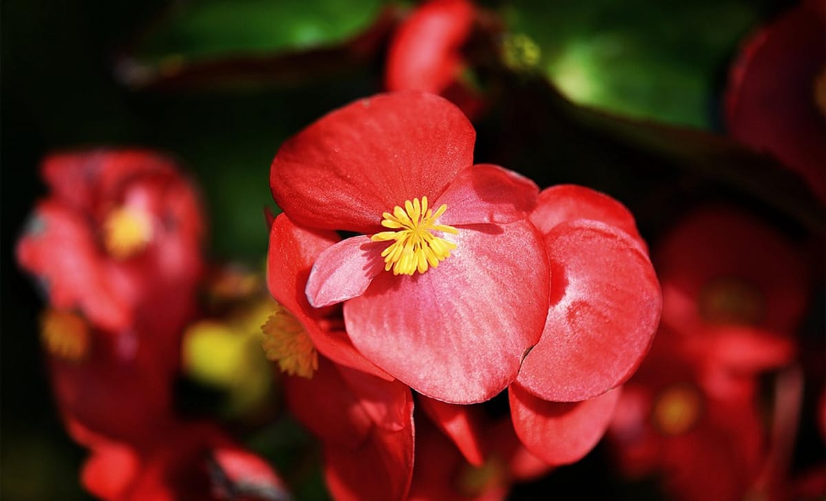begonia