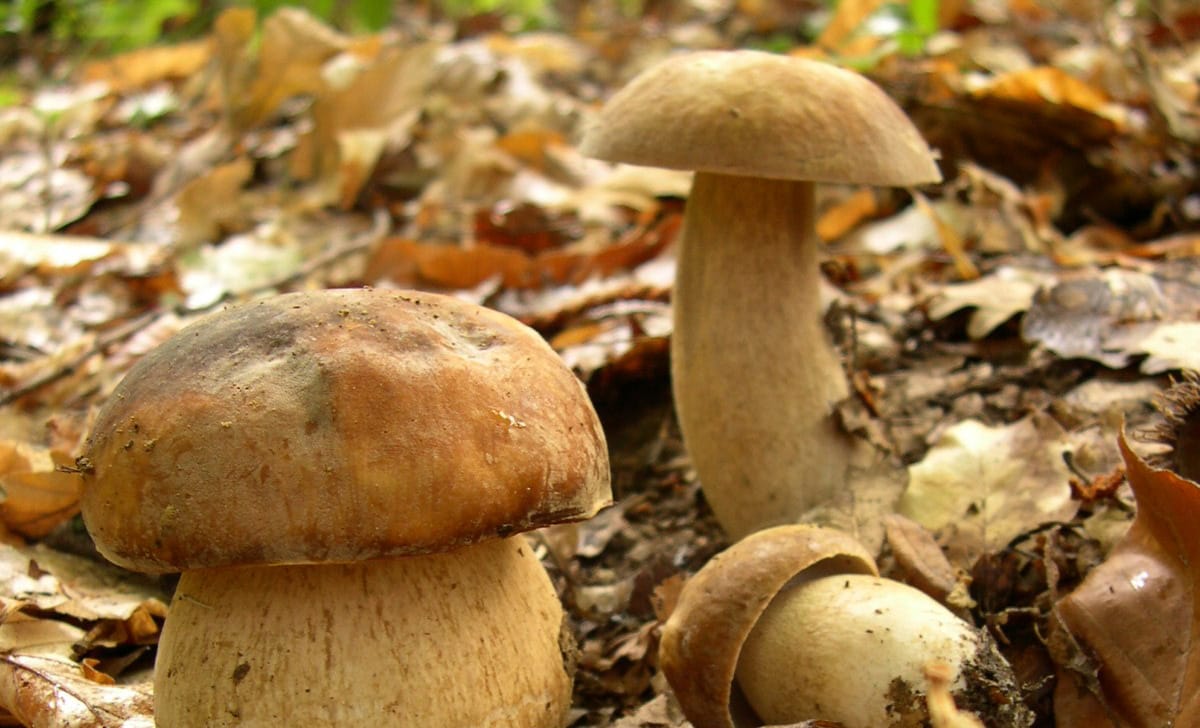 boletus aestivalis