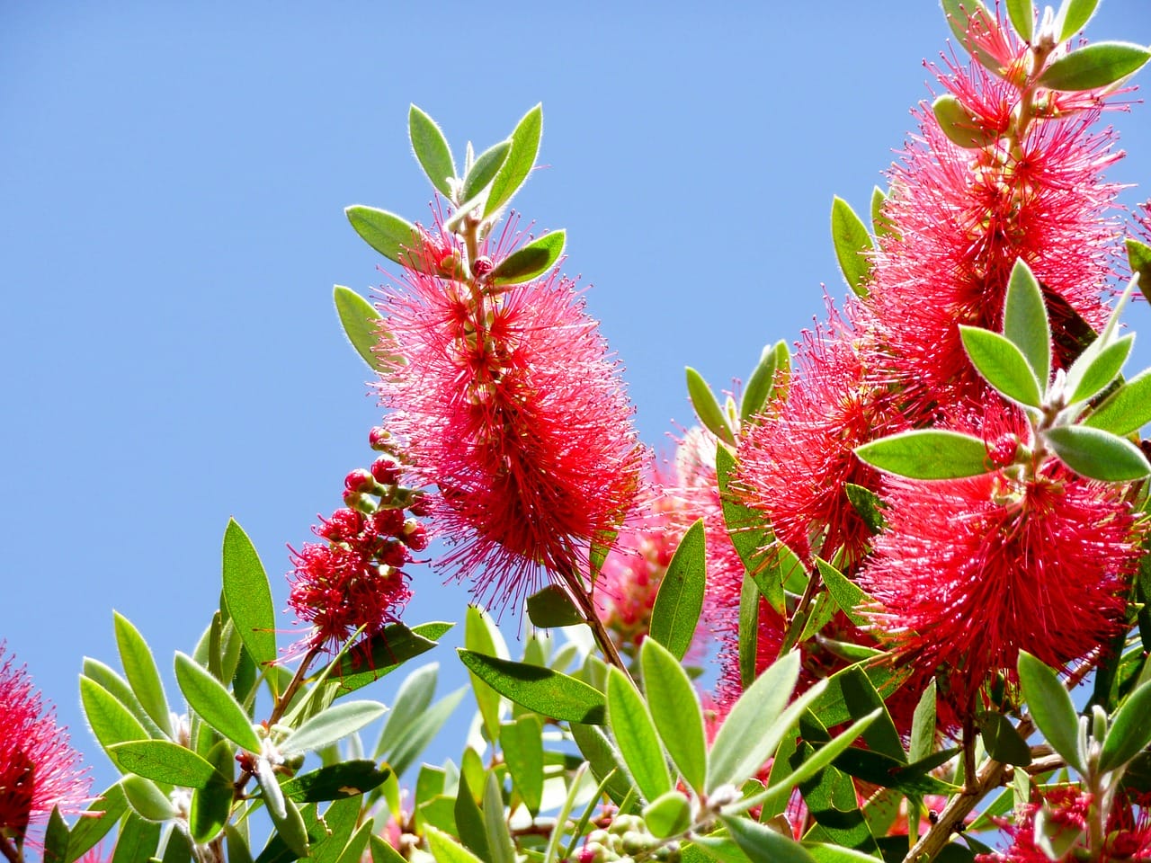 callistemon