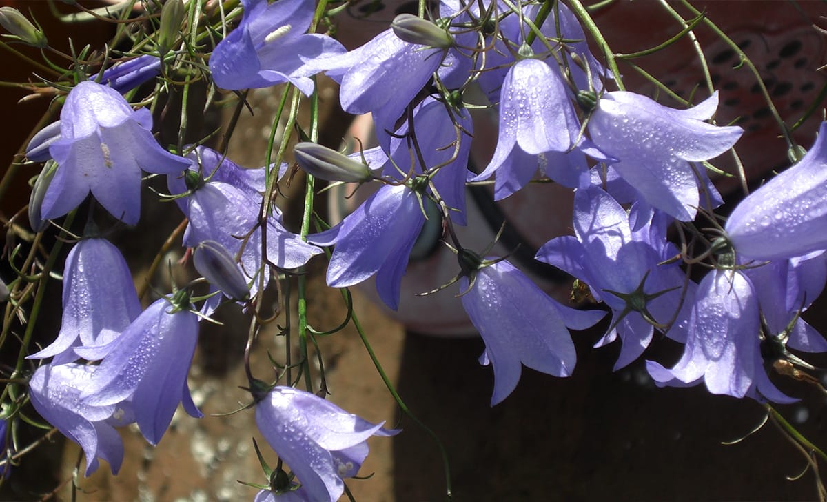 campanula harebell