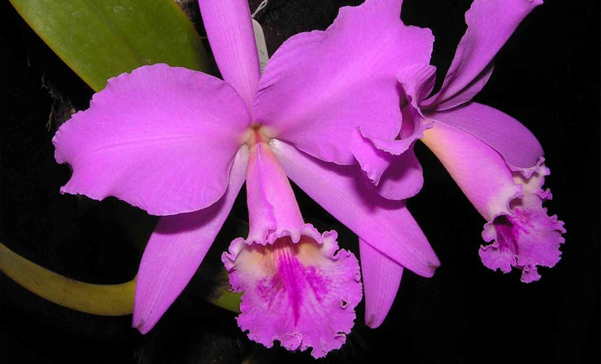 cattleya