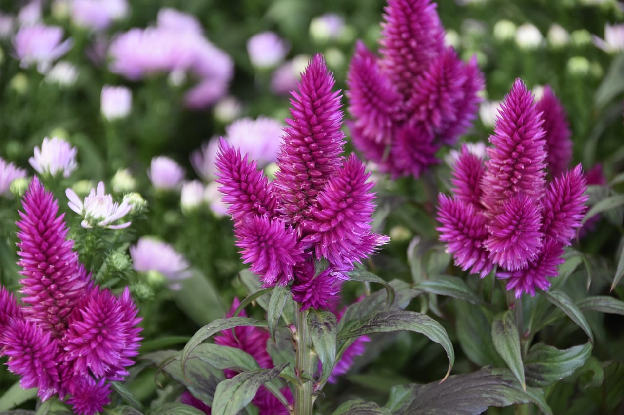 celosia