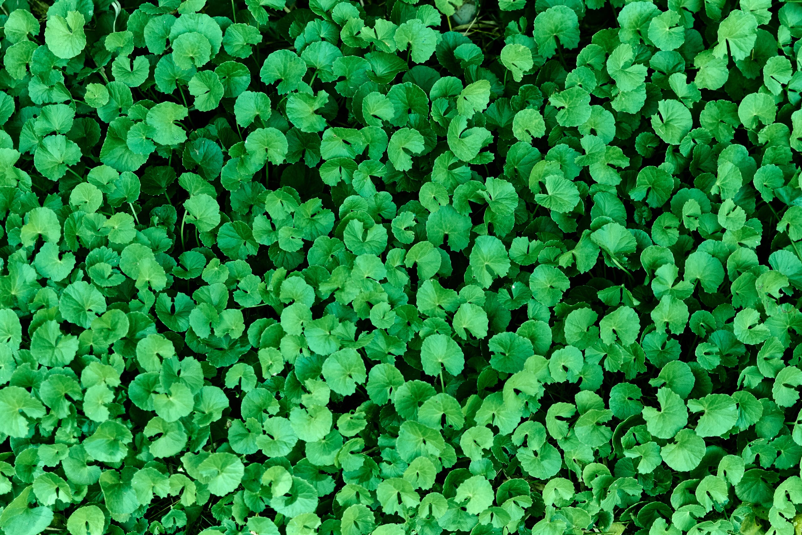 centella asiatica
