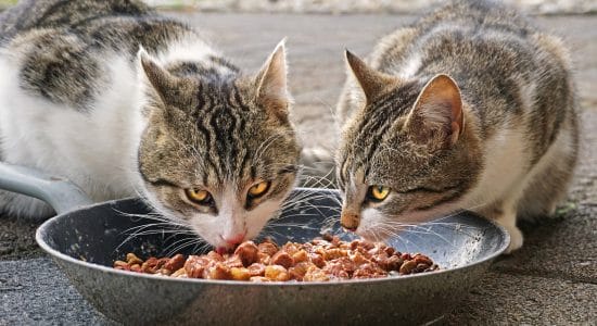 cibo per gatti