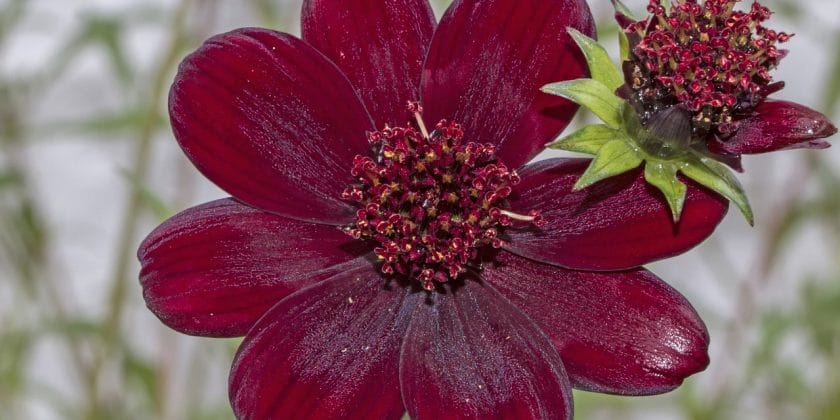 cosmos atrosanguineus