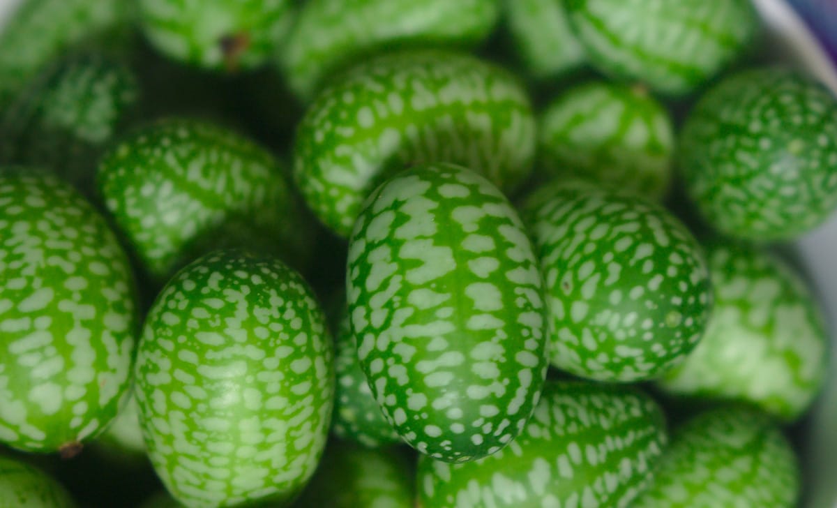 cucamelon