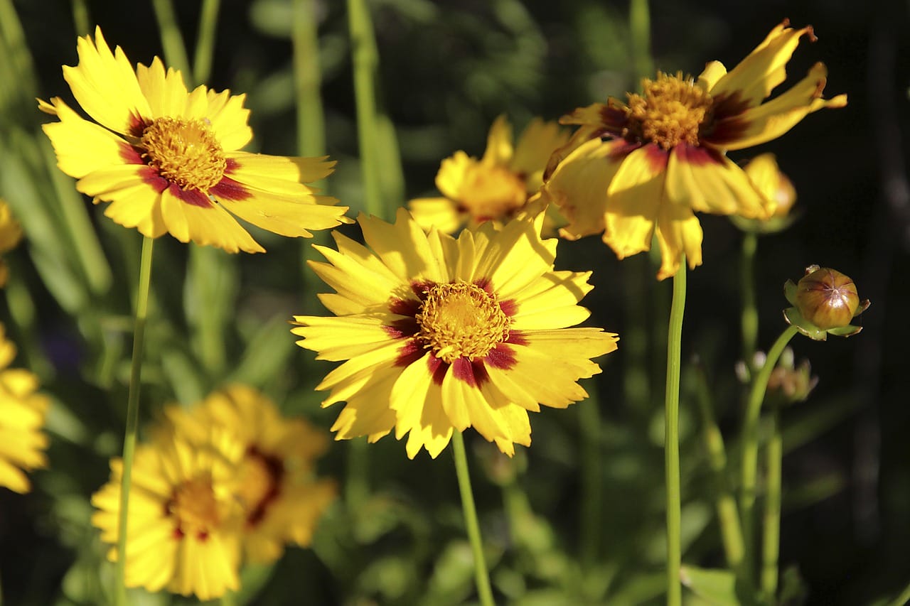 fiori coreopsis