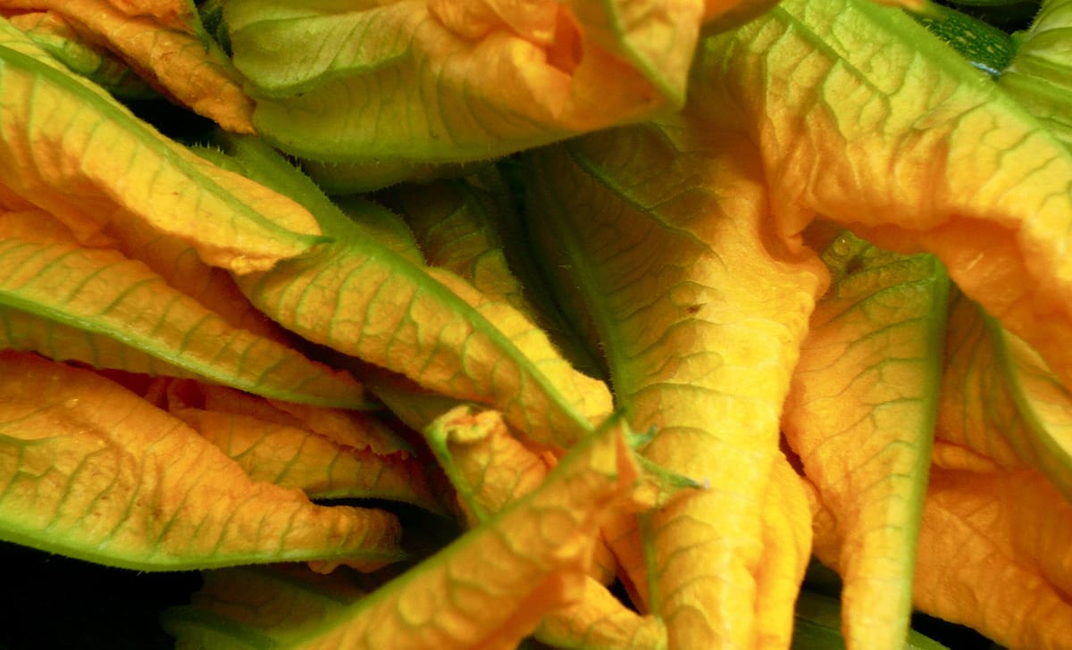 fiori di zucca