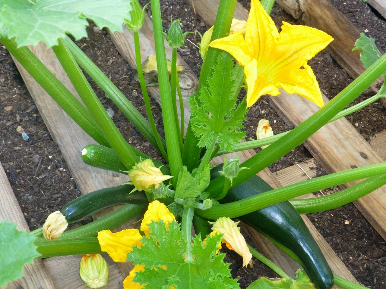 fiori zucchini