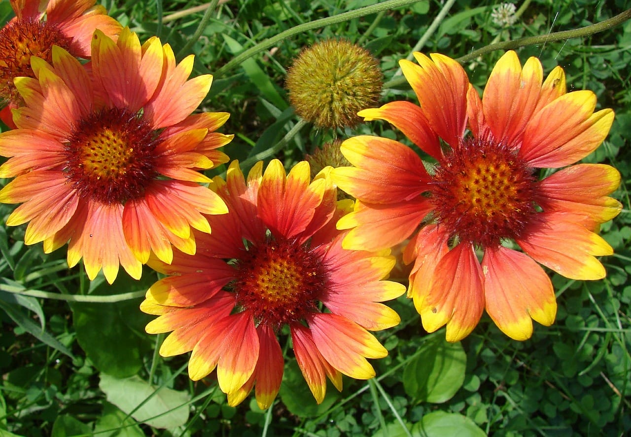 gaillardia