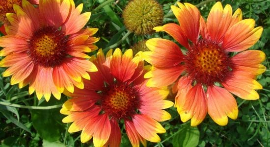 gaillardia