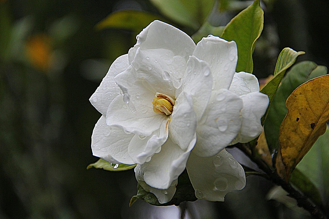 gardenia piante