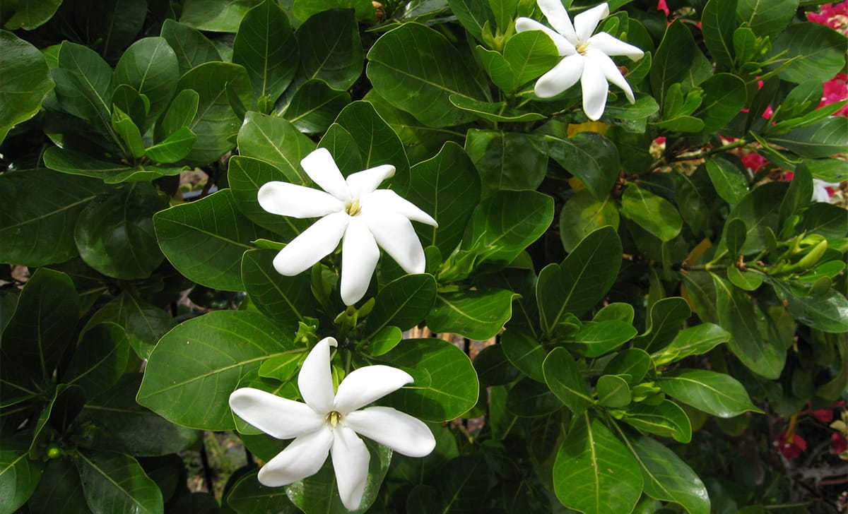 gardenia tahitensis