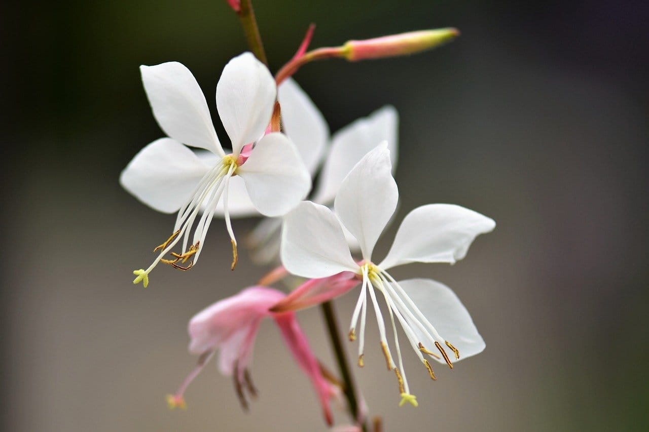 gaura