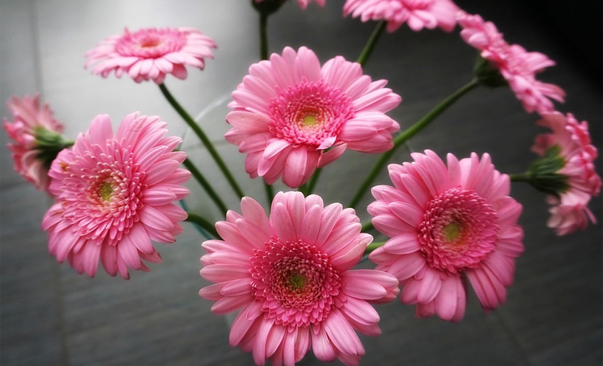 fiori di gerbera