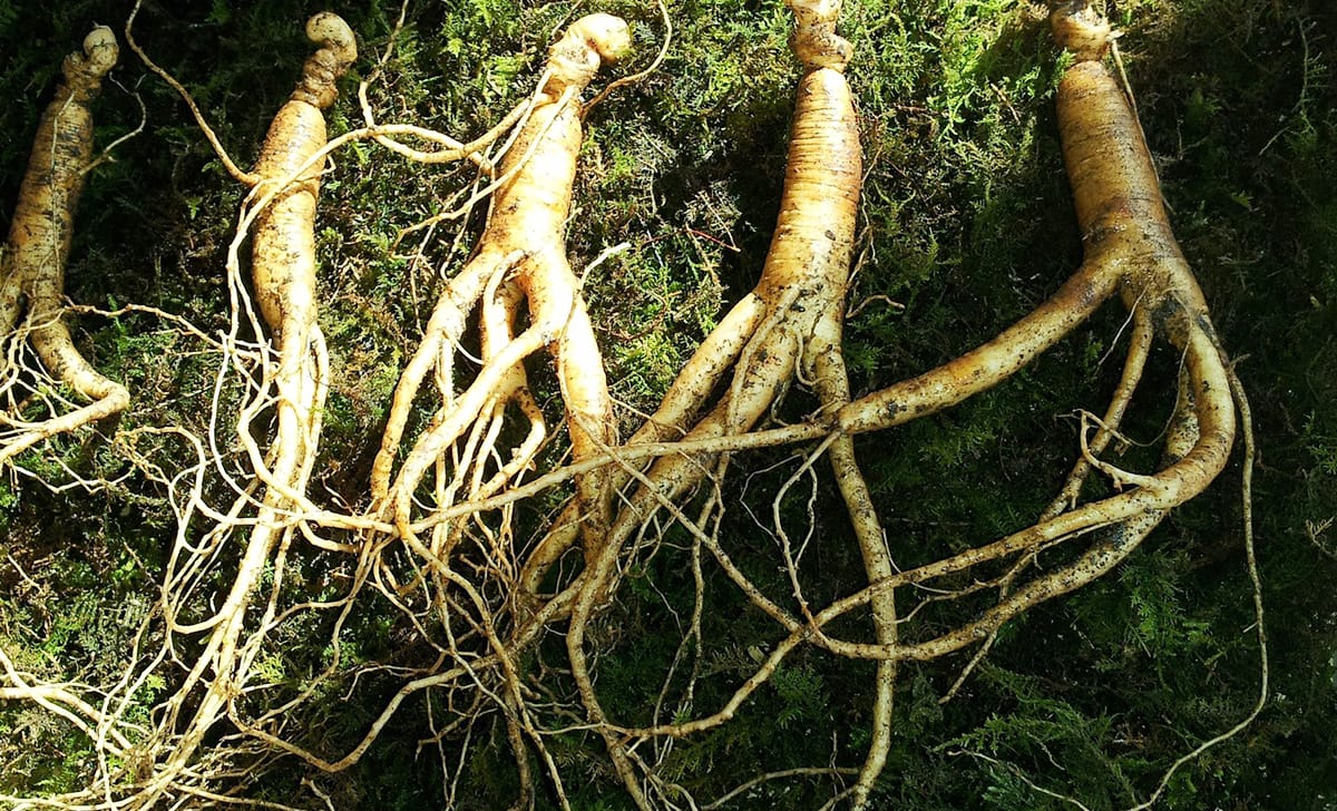 ginseng