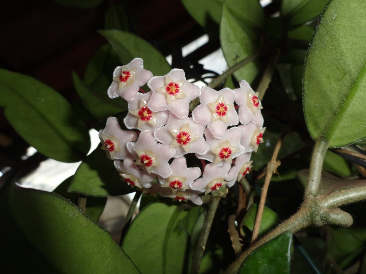 hoya