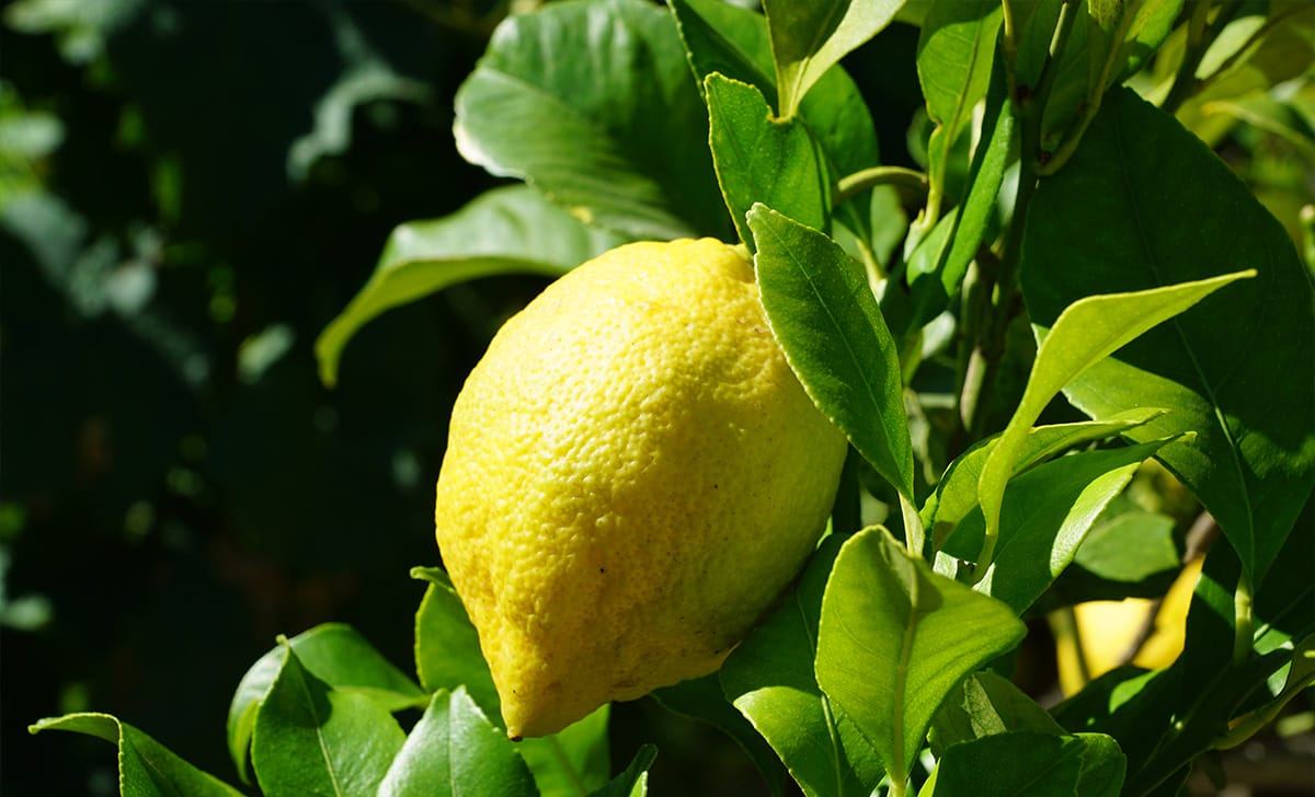 limone