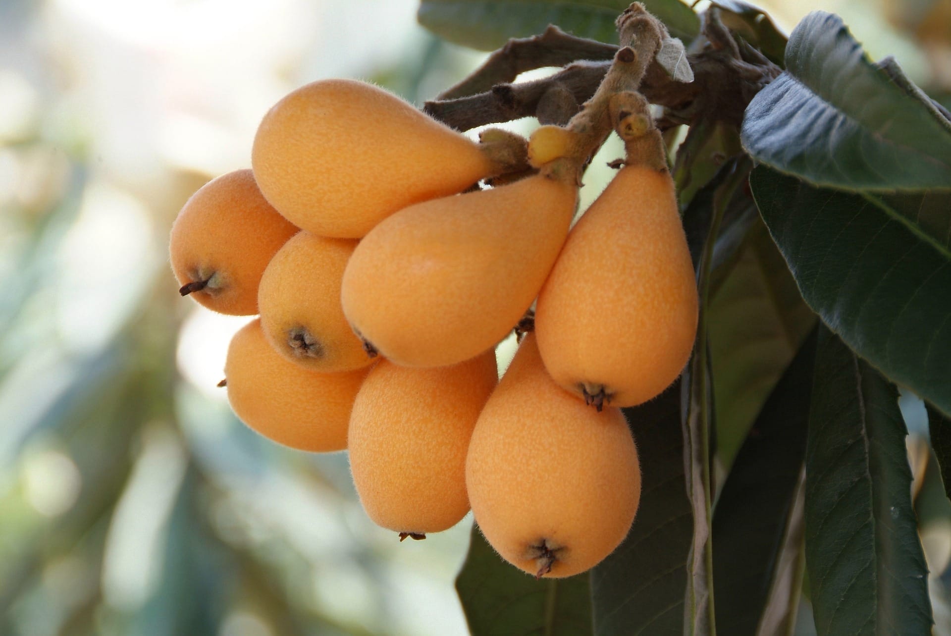 loquat