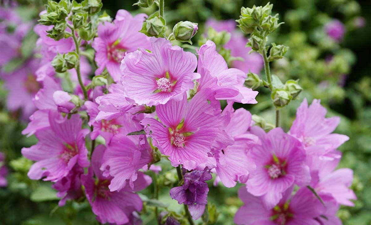 fiori di malva